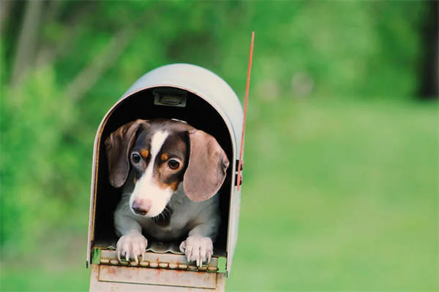 How to Stop Your Puppy Crying in Crate: 7 Proven Solutions