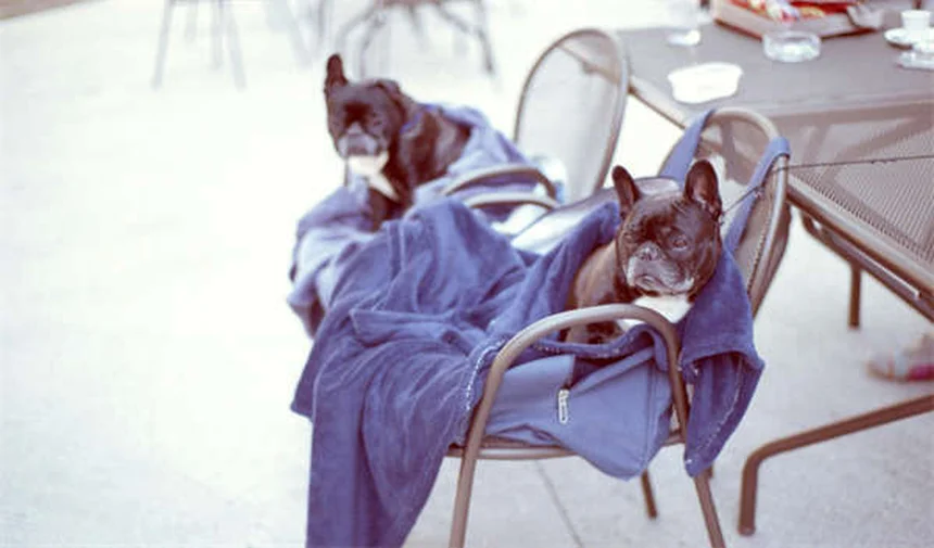 How to Stop Your Puppy Crying in Crate: 7 Proven Solutions