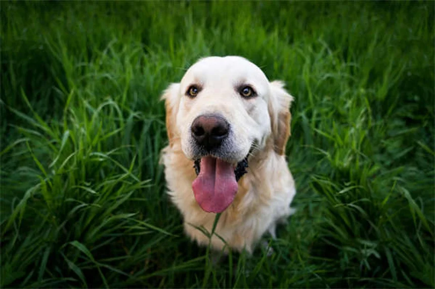 What Your Dog's Sleeping Position Reveals About Their Personality