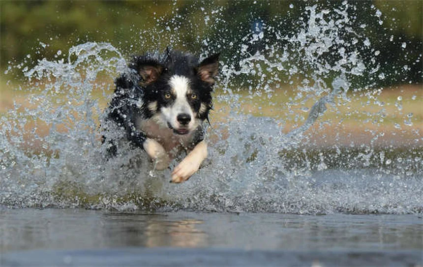 Dog Teeth Chattering: 7 Causes & When to Worry