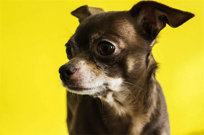 Dog Can't Pee? Emergency Vet Care Needed Immediately