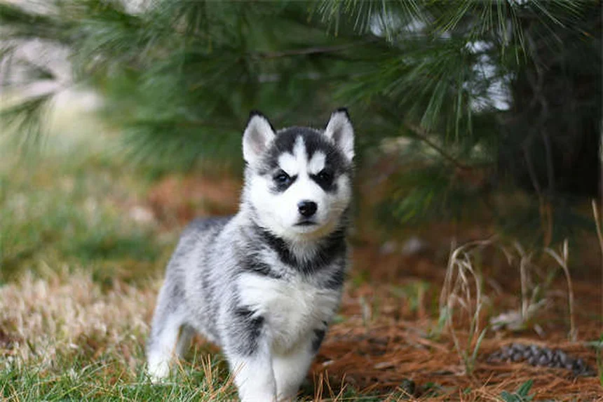 Dog Can't Pee? Emergency Vet Care Needed Immediately