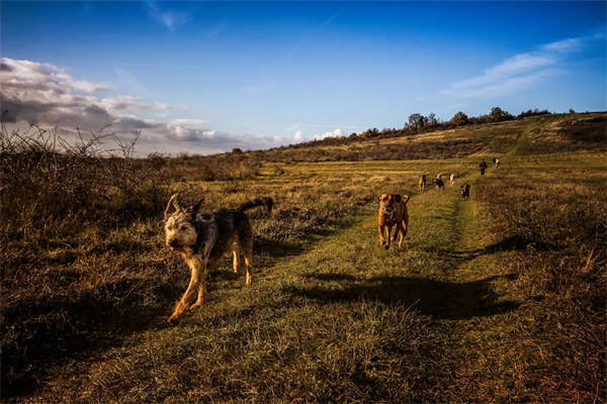 Bloody Diarrhea in Dogs: Causes, Symptoms & Emergency Care