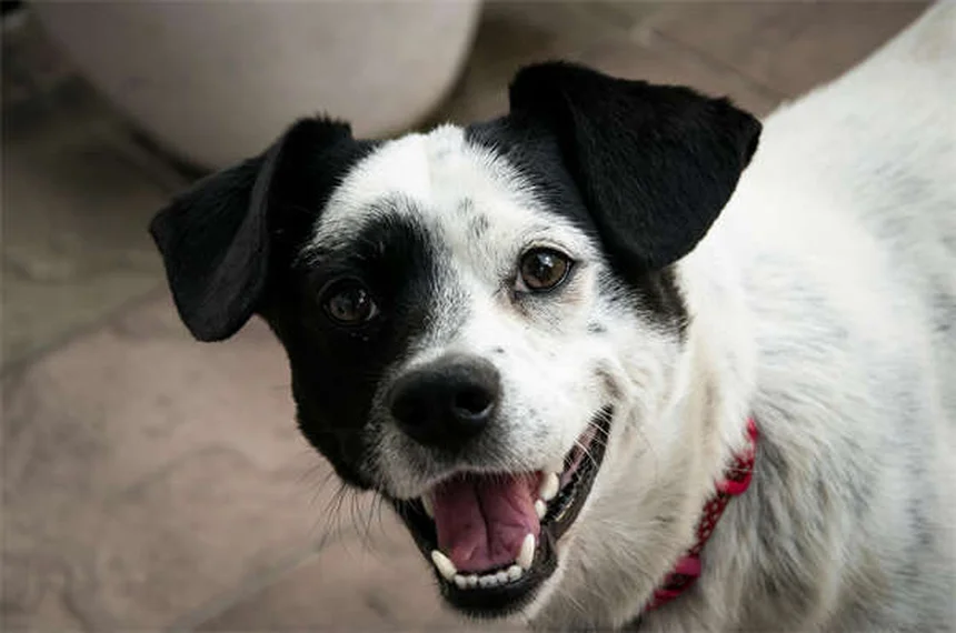 Bloody Diarrhea in Dogs: Causes, Symptoms & Emergency Care