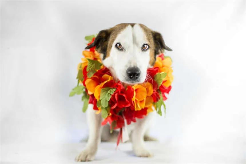 Dog Face Swelling: 5 Common Causes & When to See a Vet