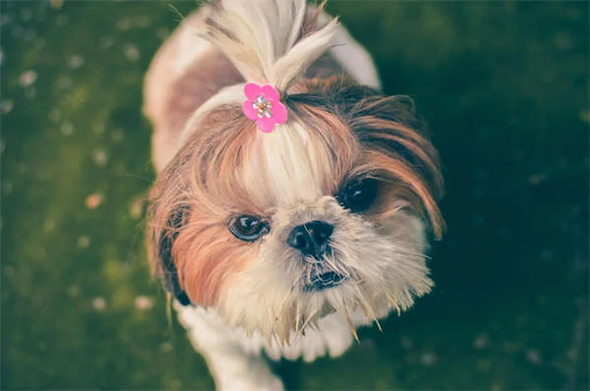 Dog Face Swelling: 5 Common Causes & When to See a Vet