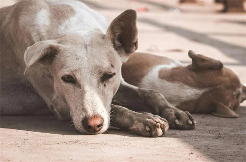 5 Essential Dog Beach Safety Tips Every Pet Owner Needs