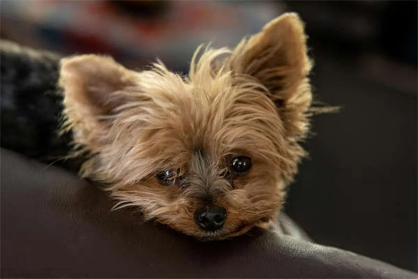 5 Essential Dog Beach Safety Tips Every Pet Owner Needs
