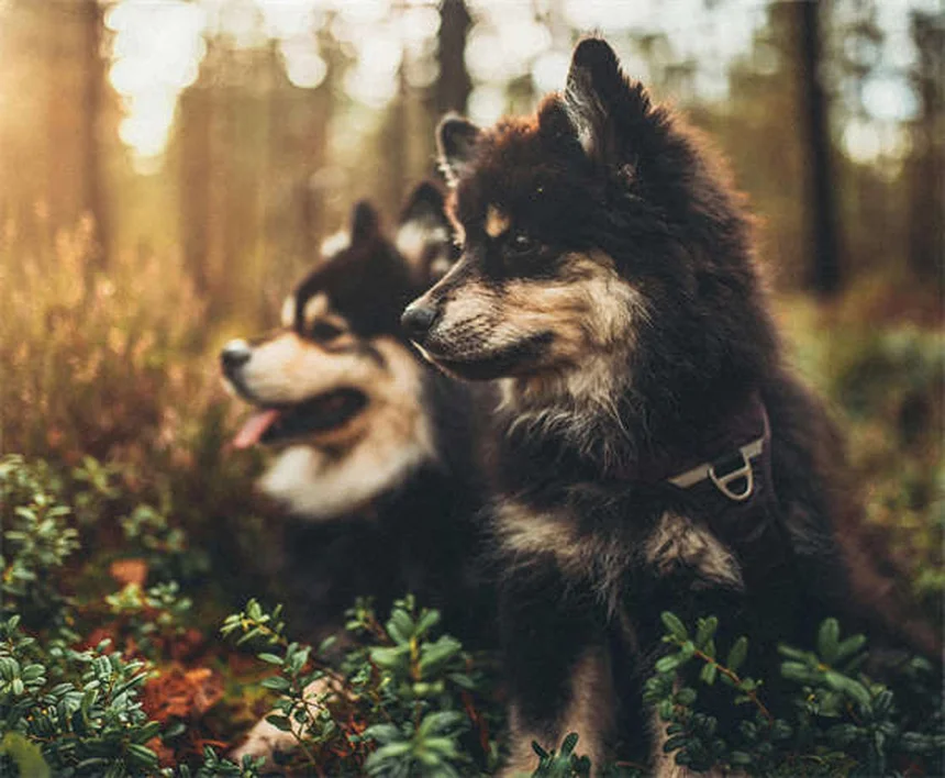 Why Is My Dog Shaking His Head? 7 Common Causes & When to Worry
