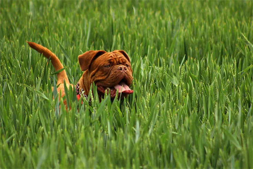 Should Dogs Be Allowed on Couches? The Ultimate Guide for Pet Owners
