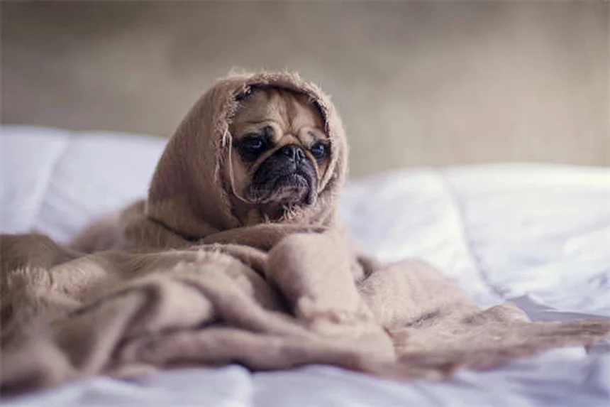 5 Signs Your Dog Has OCD (And How to Stop the Behavior Fast)