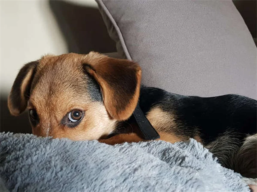 5 Signs Your Dog Has OCD (And How to Stop the Behavior Fast)