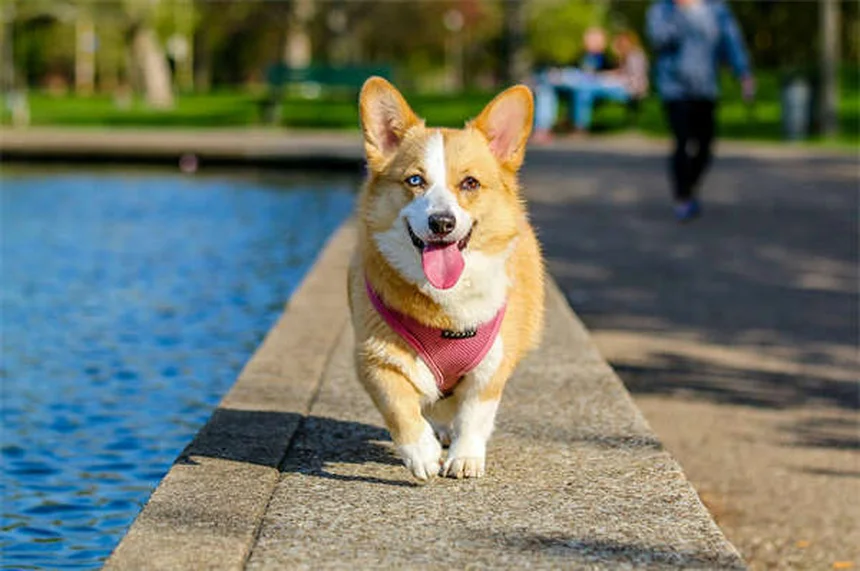 5 Signs Your Dog Has OCD (And How to Stop the Behavior Fast)