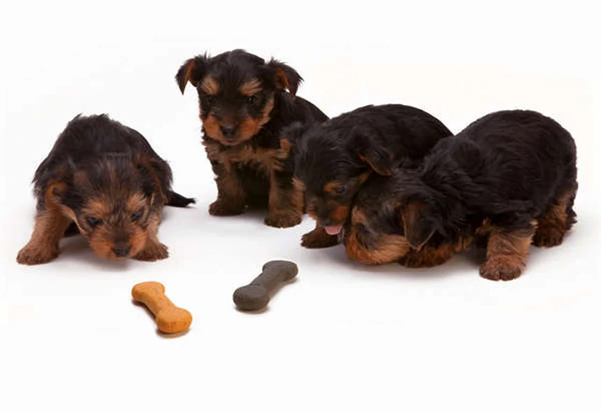 Why Do Dogs Hump? 5 Surprising Reasons & How to Stop It