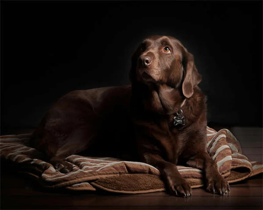 Dog Vomiting Blood? 5 Emergency Steps Every Owner Must Know