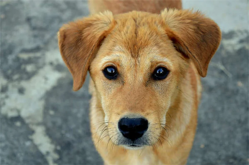 Dog Nutrition 101: What Makes a Balanced Dog Food?