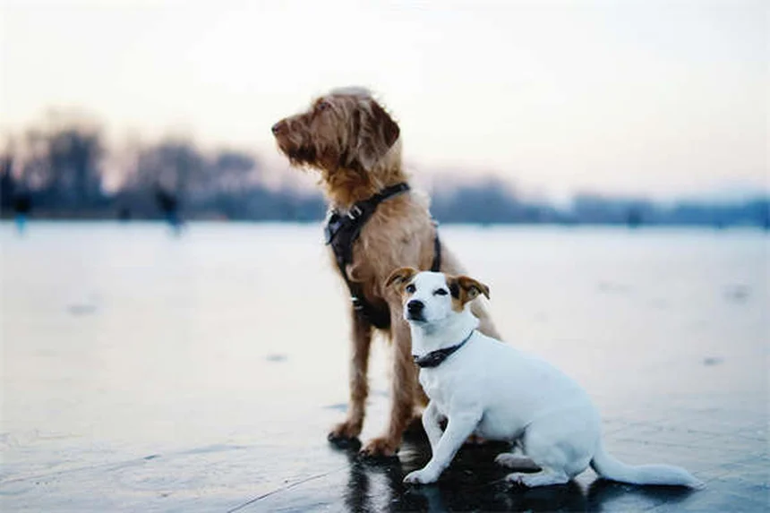 Dog Teeth 101: How Many Teeth Do Dogs Have & When to Worry