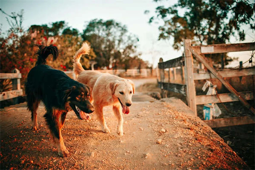 Dog Teeth 101: How Many Teeth Do Dogs Have & When to Worry