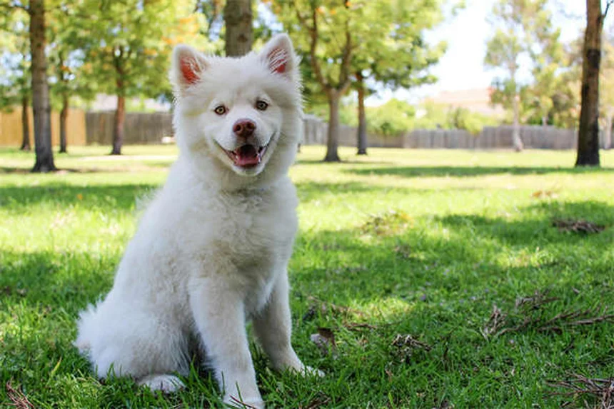 Dog Teeth 101: How Many Teeth Do Dogs Have & When to Worry