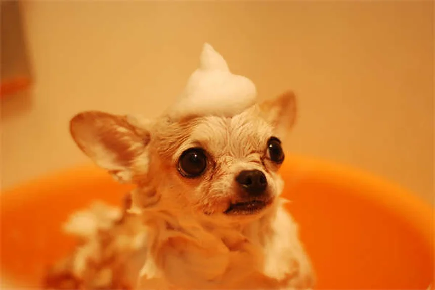 5 Essential Dog Stretches for Senior Pets to Improve Mobility