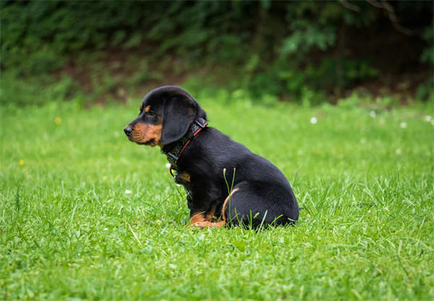 5 Essential Dog Stretches for Senior Pets to Improve Mobility