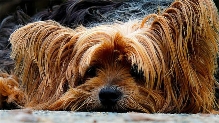 Best Dog Food: How to Choose What's Right for Your Pup