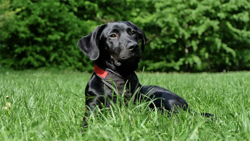 Best Dog Food: How to Choose What's Right for Your Pup