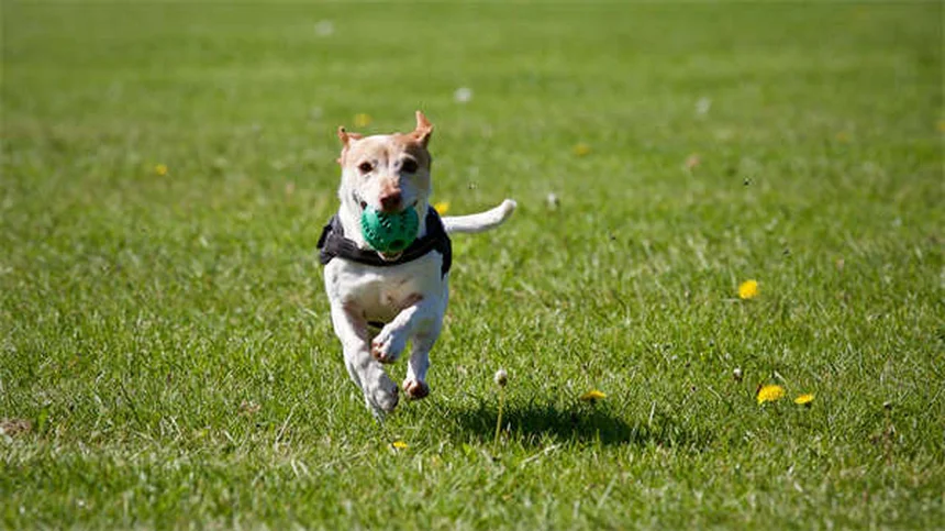 Ammonium Chloride for Pets: Vet-Approved Guide to Urinary Health