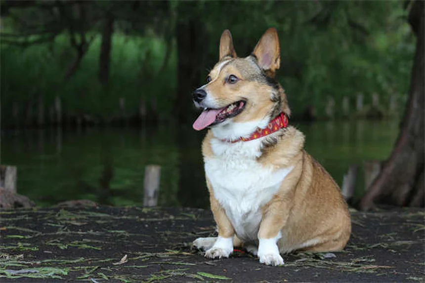 Ammonium Chloride for Pets: Vet-Approved Guide to Urinary Health