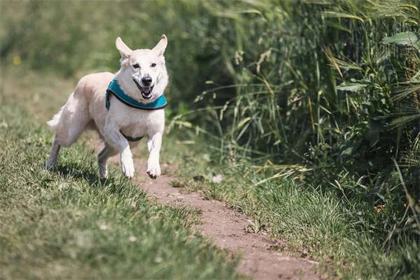 Ammonium Chloride for Pets: Vet-Approved Guide to Urinary Health