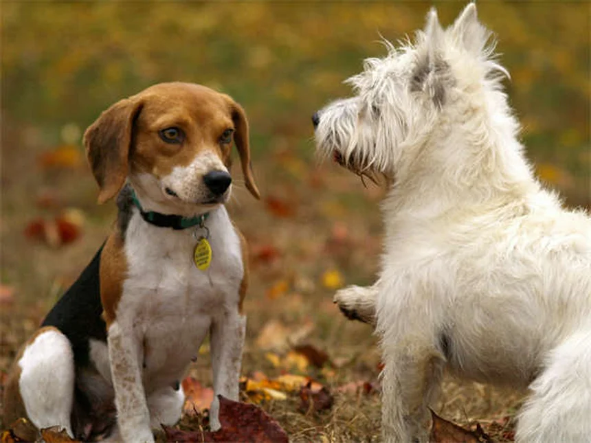 Dog Poop Schedule: What's Normal & When to Worry