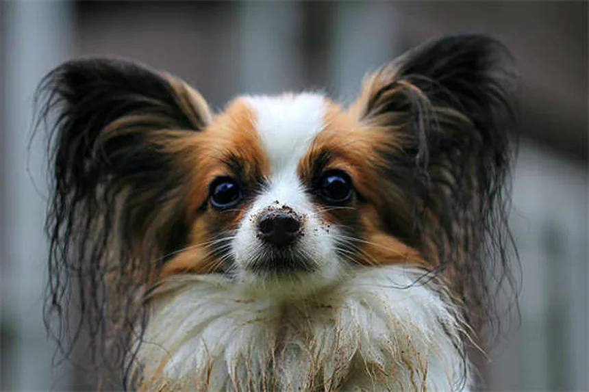 Dog Poop Schedule: What's Normal & When to Worry