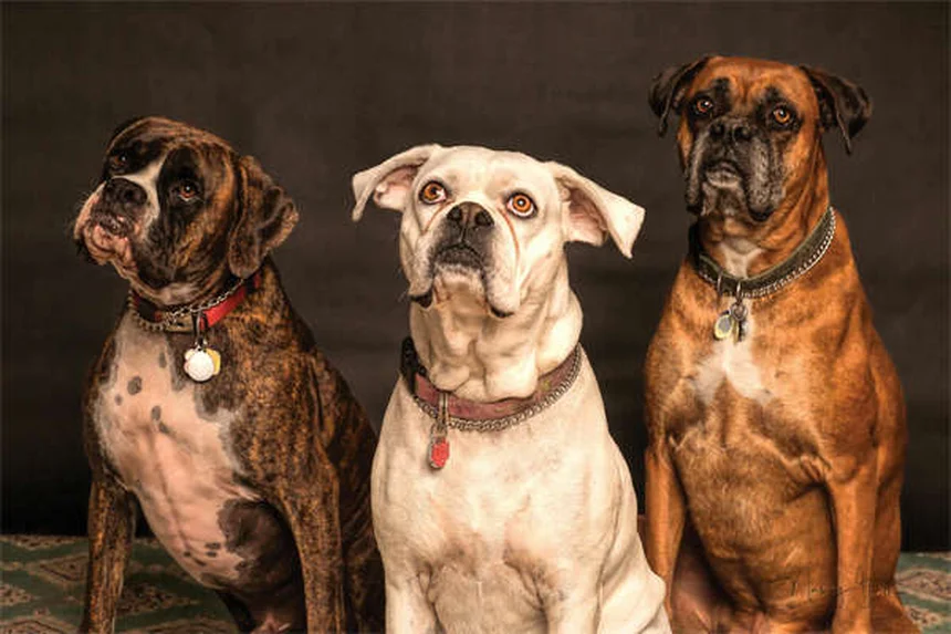 Galliprant for Dogs: Safe Pain Relief for Canine Arthritis