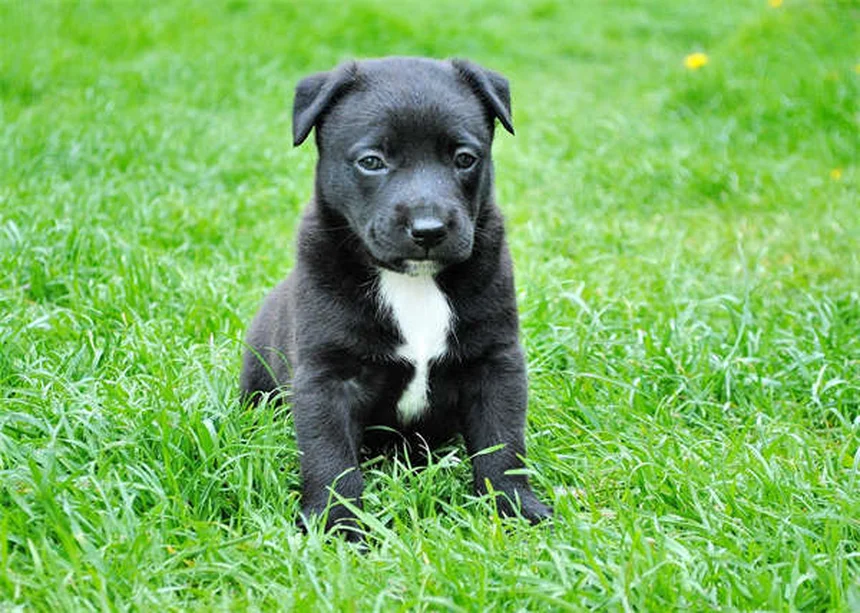 Puppy Development 6-12 Months: What to Expect as Your Dog Grows