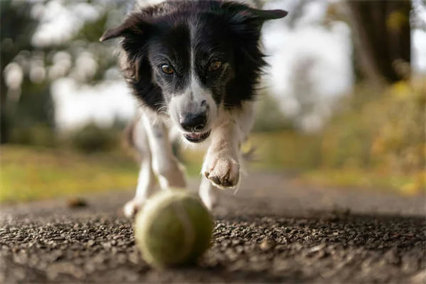 Puppy Development 6-12 Months: What to Expect as Your Dog Grows