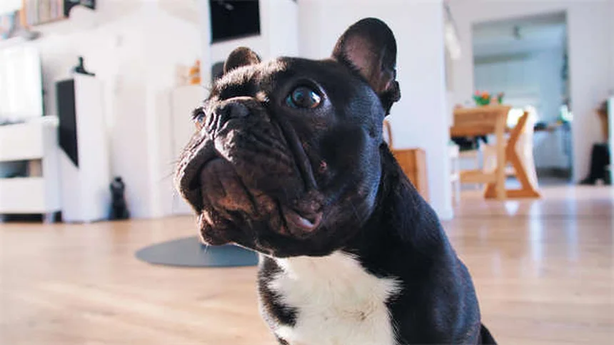 Best Flea and Tick Treatment for Cats: Keep Your Pet Safe