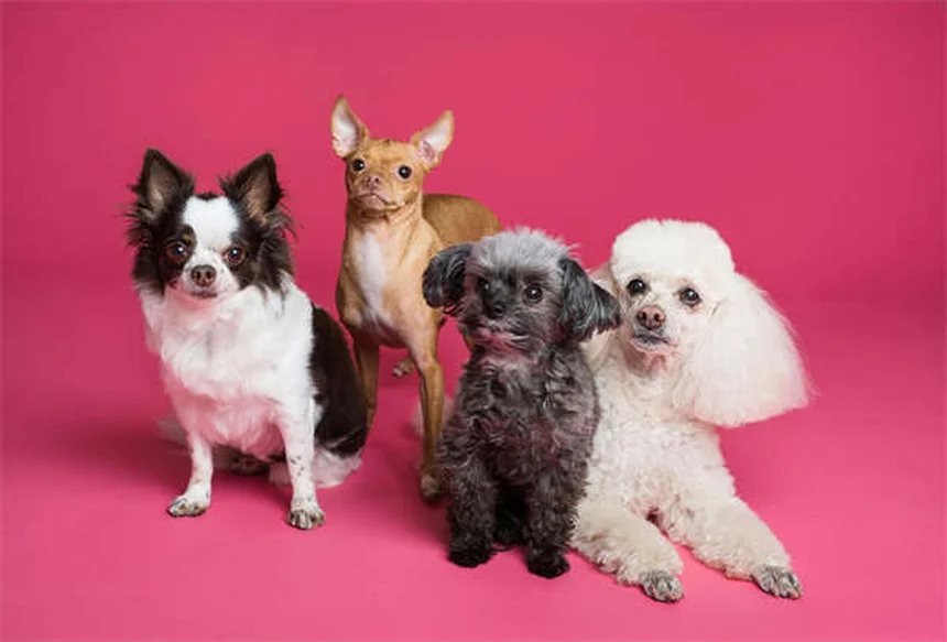 Why Do Dogs Growl? 5 Surprising Reasons & How to Respond