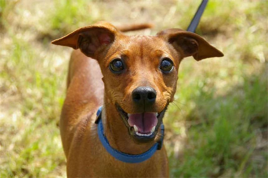 Why Do Dogs Growl? 5 Surprising Reasons & How to Respond
