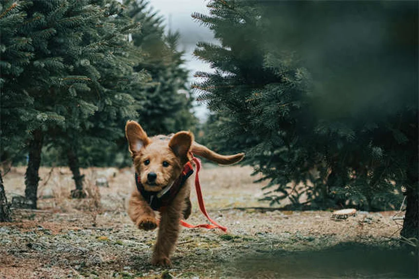 Why Do Dogs Growl? 5 Surprising Reasons & How to Respond