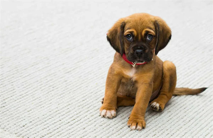 Rat Lice: 5 Warning Signs Your Pet Has Bloodsucking Pests