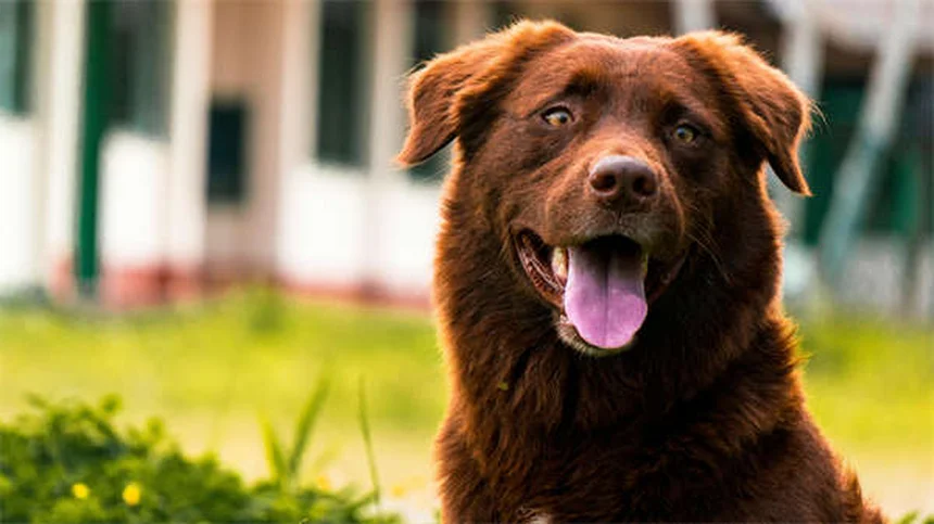 Rat Lice: 5 Warning Signs Your Pet Has Bloodsucking Pests