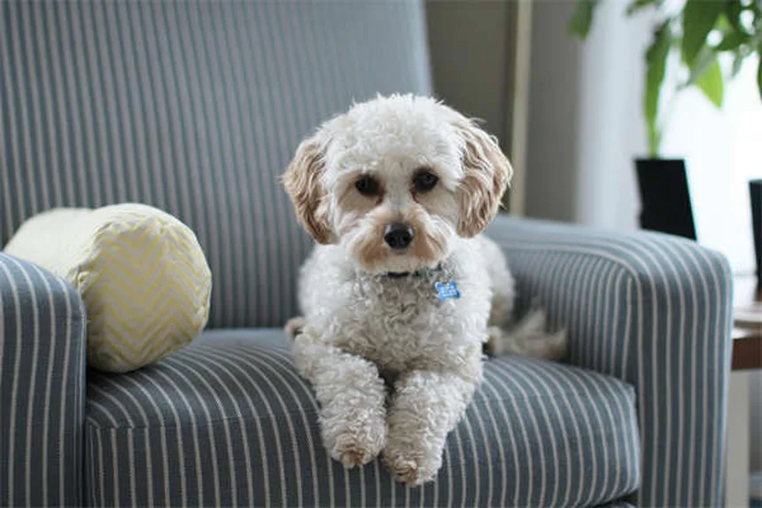 How to Teach Your Dog to Come When Called: 5 Easy Steps