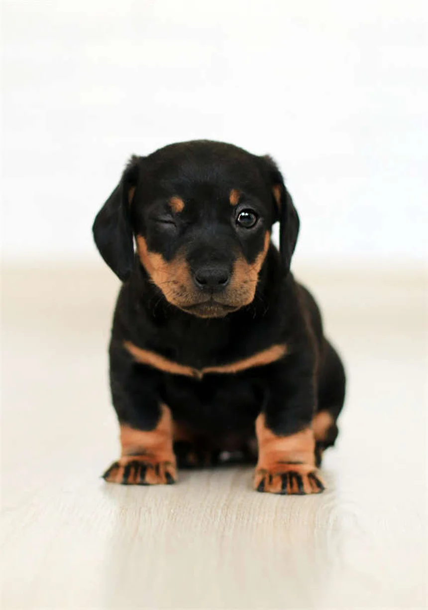 How to Teach Your Dog to Come When Called: 5 Easy Steps