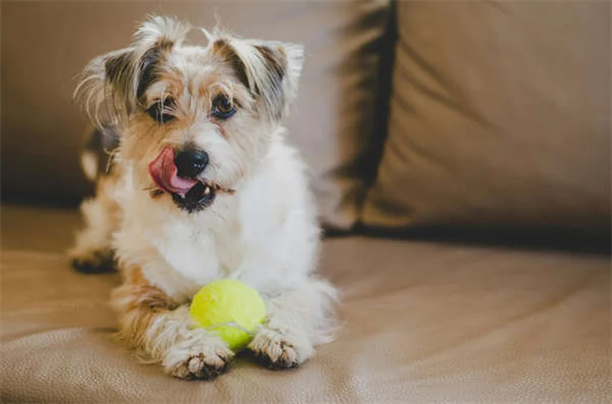 How to Train Your Dog to Come Every Time: Expert Recall Tips
