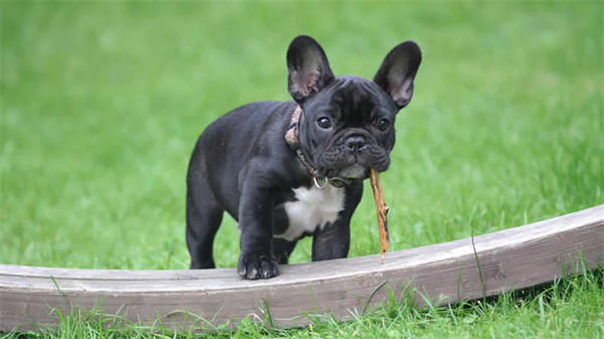 How to Train Your Dog to Come Every Time: Expert Recall Tips