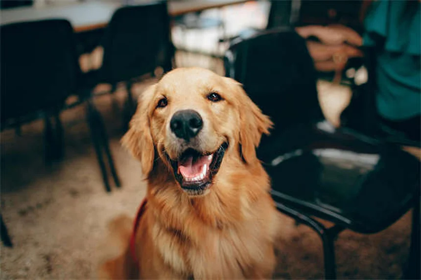 Puppy-Proofing Your Home: 10 Must-Know Safety Tips for New Dog Owners