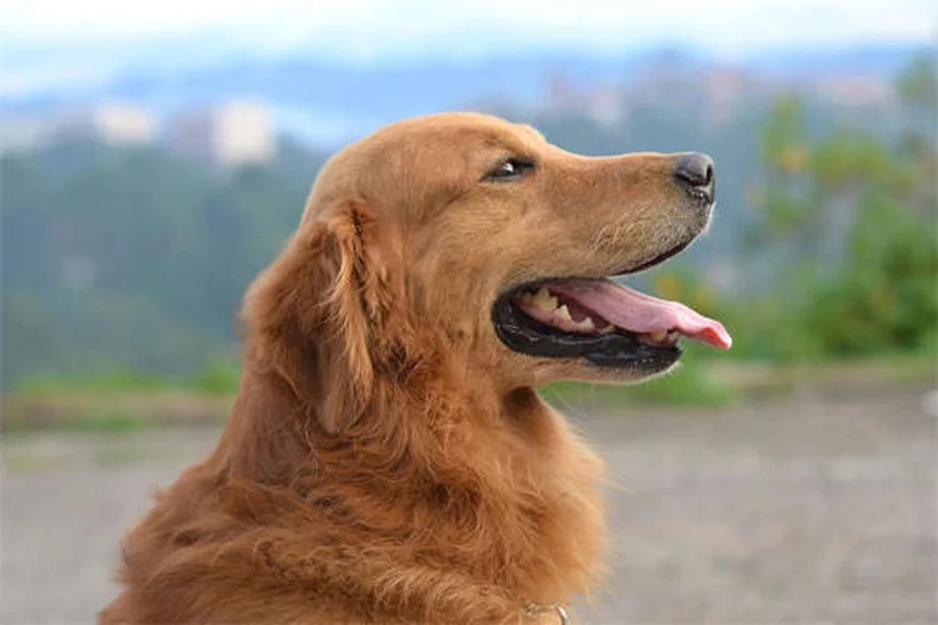 Puppy-Proofing Your Home: 10 Must-Know Safety Tips for New Dog Owners