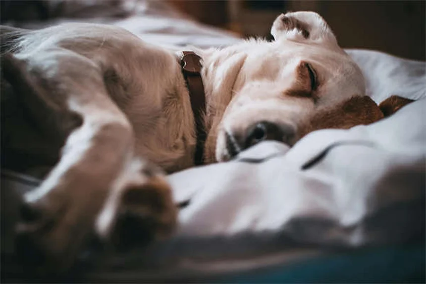 Why Is My Dog's Stomach Gurgling? 5 Common Causes & When to Worry