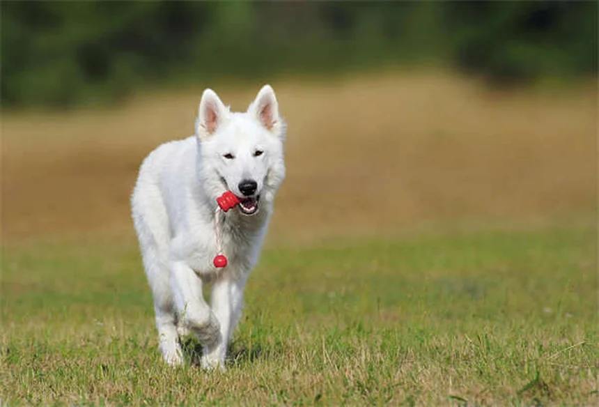 Why Is My Dog's Stomach Gurgling? 5 Common Causes & When to Worry